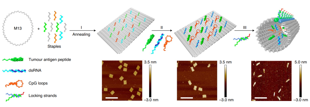 凯时|AG(AsiaGaming)优质运营商
