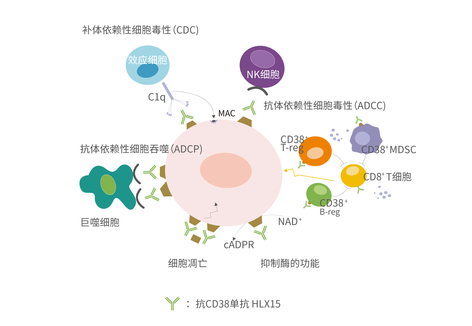 凯时|AG(AsiaGaming)优质运营商